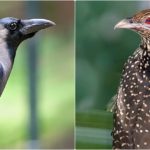 crow_koel