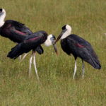 Woolly-neckedStorkAllopreening_Rohtak (1)