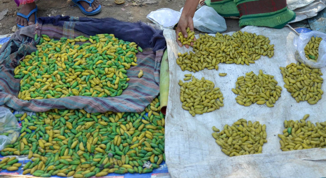 In India’s Northeast, a Rich Tradition of Insect Foods – The Wire Science