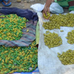 SILK WORM being sold in market (by Bijo Boro)