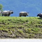 One-horned rhinos move to higher grounds in the flood-affected area of Kaziranga National Park in Nagaon district
