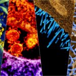 viruses