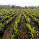 Oil_Palm_2b