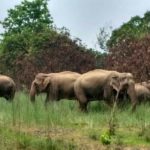 1- elephants in the forest