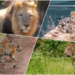 big cats
