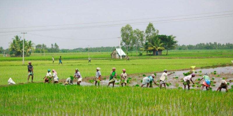 One In Every Three Farmers in Telangana is a Tenant, Finds New Survey - Vimarsana News