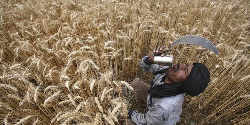 How Punjab's Dalit Labourers Are Trapped to Live a Bonded Life - Vimarsana News