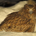 Blakiston`s_fish_owl