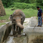 Amir Khalil, head of project development at FOUR PAWS International, sedates Kaavan, an elephant at the Marghazar Zoo in Islamabad