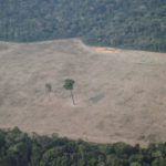 An aerial view shows a tree at the center of a deforested plot of the Amazon near Porto Velho, Rondonia State