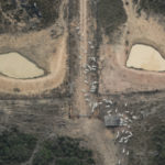 An aerial view shows cattle on a deforested plot of the Amazon near Porto Velho