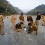 Forest workers observe tiger paw prints on Mahananda river bed on outskirts of Siliguri