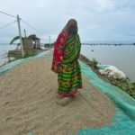 A woman spreads rice for drying on an embankment in a flooded area in Morigaon district