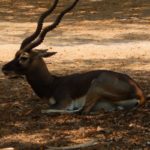 black buck