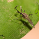1280px-Culex_sp.