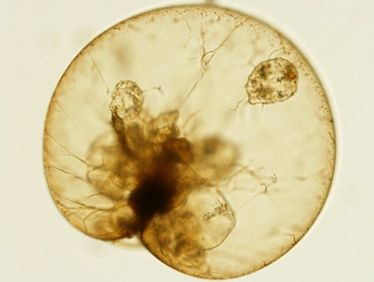  Blooms Driven By Climate Change Threaten To Smother Marine Life In