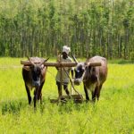 Traditional ploughing - Karnataka