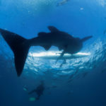 FILE PHOTO: A scuba diver swims near a whale shark as it approaches a paddleboat off the beach of Tan-awan