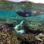 FILE PHOTO: A tourist snorkels above coral in the lagoon located on Lady Elliot Island in Australia