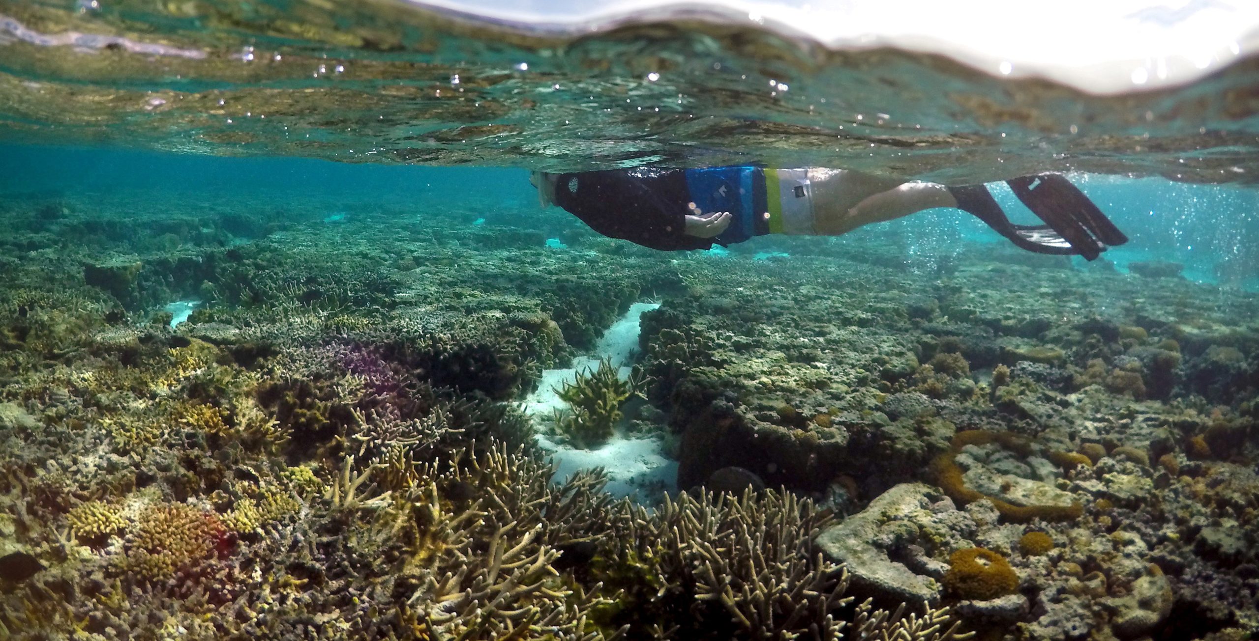 FILE PHOTO: A tourist snorkels above coral in the lagoon located on Lady Elliot Island in Australia