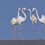 Greater_flamingos_at_Kutch
