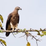1024px-Grey-headed_Fish_Eagle_13970808900