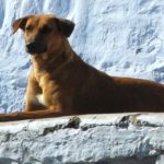dog-2213578_1920f