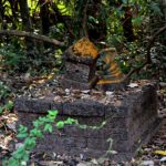 Sarpa_Kavu_By_Manojk