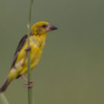 Finn's_Weaver_Baur_Reservoir_Uttarand_India_05.10.2014