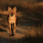 Dhole_or_Wild_dog_(15)