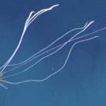 Fig-6-B_bigfin1-768x382