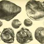 Cover Image_Cretaceous Fossils