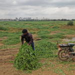 Ravi-22-collecting-fodder-at-Varthur-lake4
