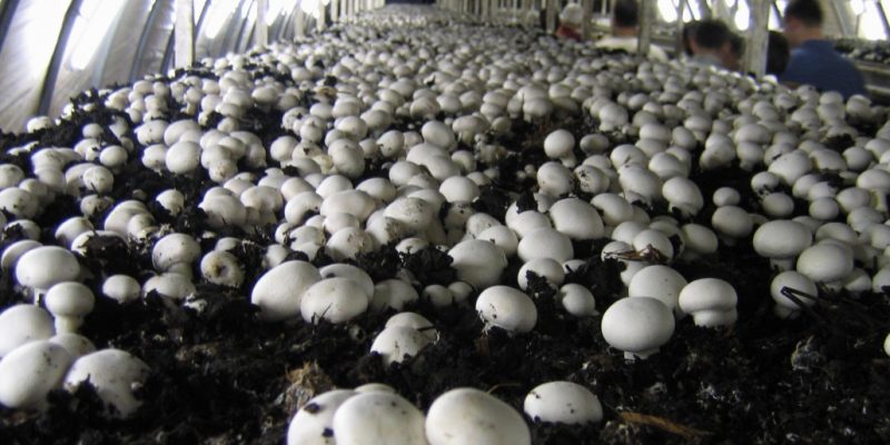 Why India's Slowly Blooming Mushroom Sector Needs Thoughtful Policy