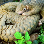 Philippine_Pangolin_Curled-up_by_Gregg_Yan