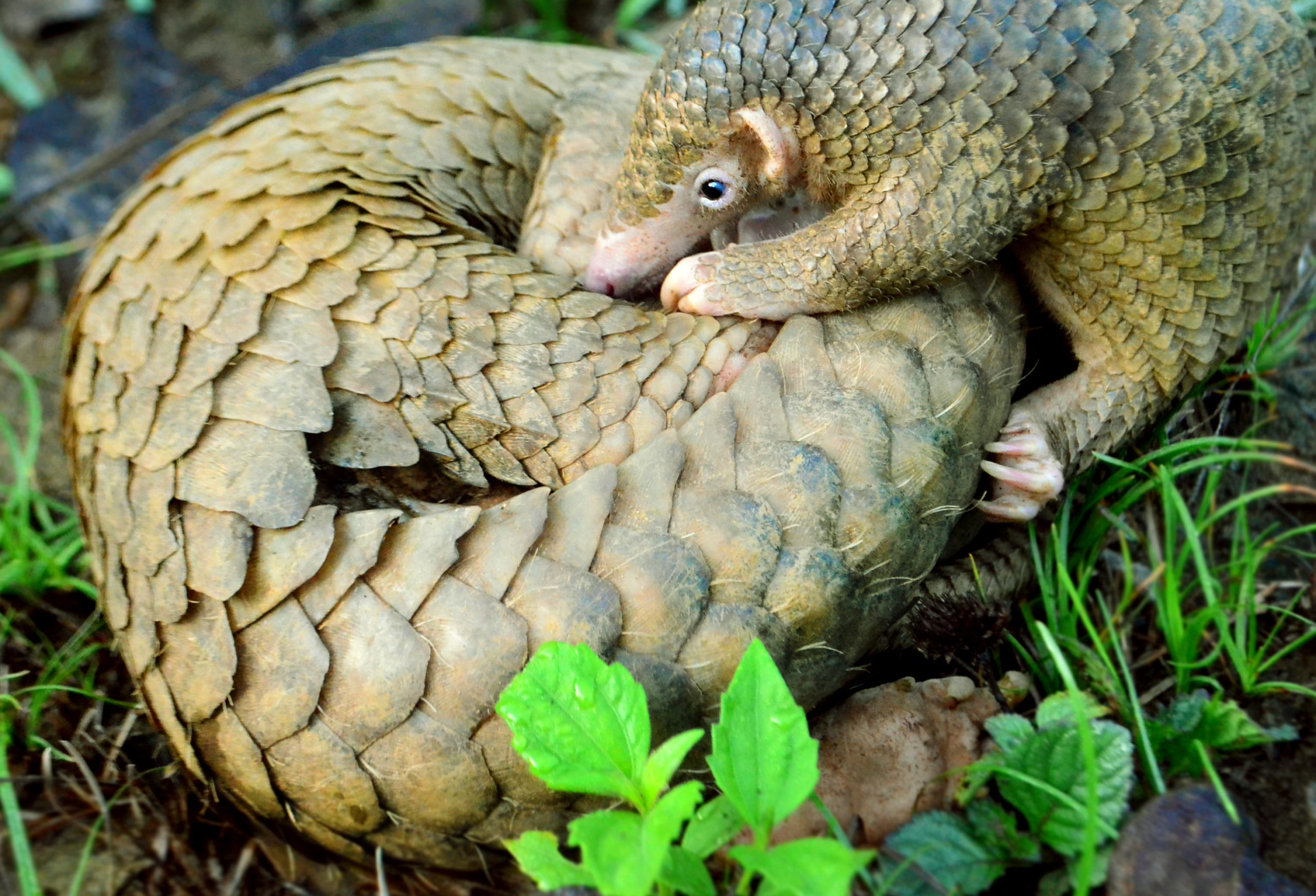 Philippine_Pangolin_Curled-up_by_Gregg_Yan