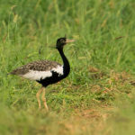 Lesser Florican)