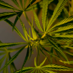 cannabis plant