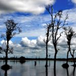 Dibru_Saikhuwa_National_Park