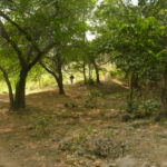 Mangar-Forest2-1200x800