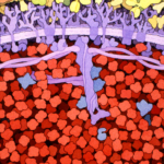 biosites-red-blood-cellf