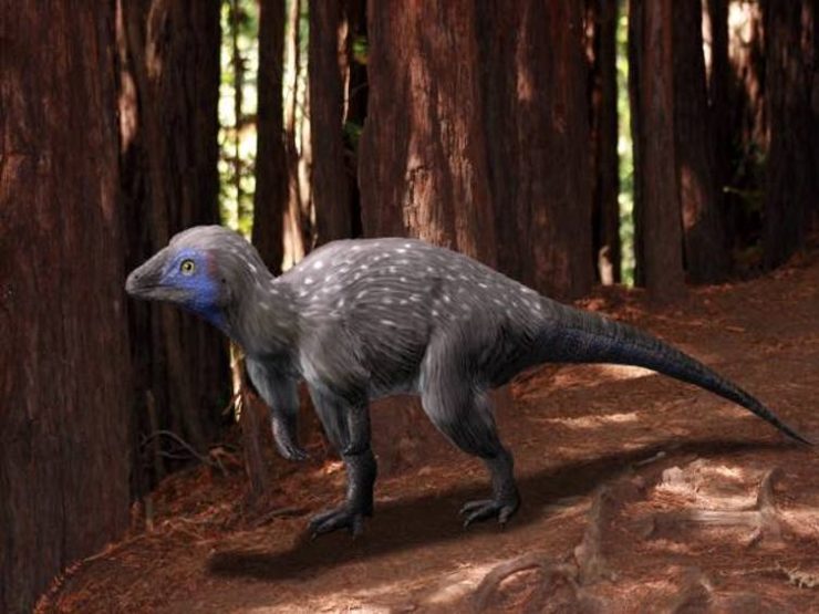 Fluffy Pterosaurs Have Reignited Debate On The Mystery Of Dino Feathers 