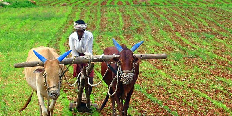 Livestock Bill Creation and Withdrawal Shows Govt's Disregard for Farmers' Livelihoods - Vimarsana News