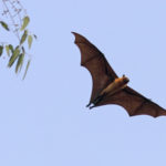 Indian_flying_fox_(Pteropus_giganteus_giganteus)_in_flight