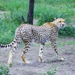 A_cheetah_in_the_Serengeti_prairies