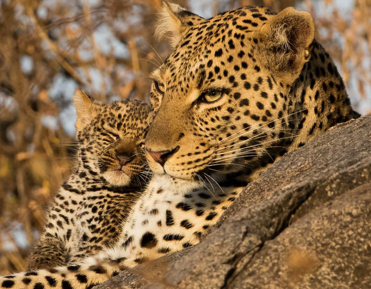 Government Releases Leopard Count Report, Claims Increase Since 2014
