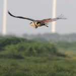 Bustard-windmills-Nirav-Bhatt