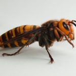 1280px-Male_Vespa_mandarinia.DSC_1515