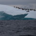 A group of chinstrap penguins walk on top of an iceberg floating near Lemaire Channel