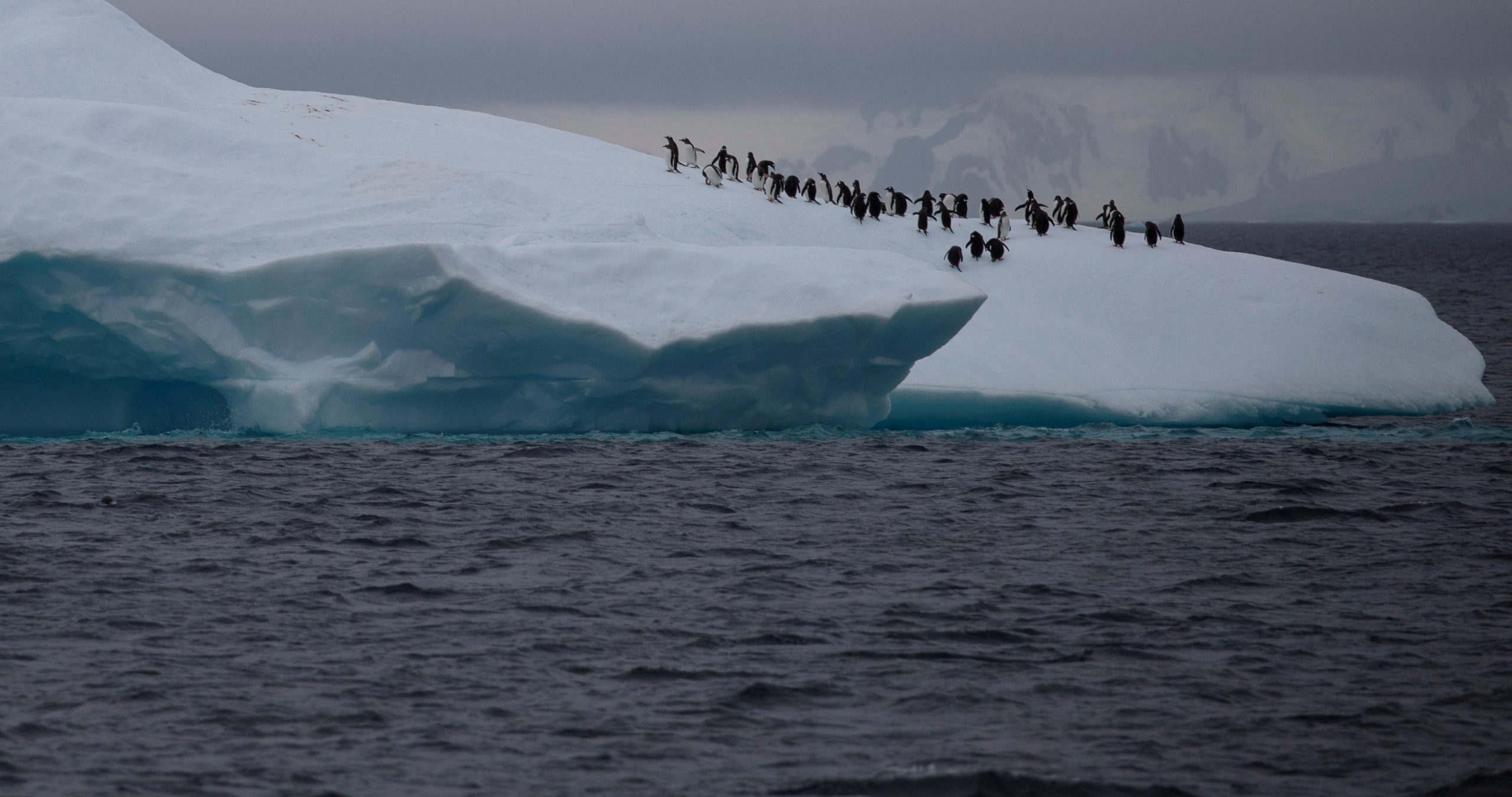 A group of chinstrap penguins walk on top of an iceberg floating near Lemaire Channel